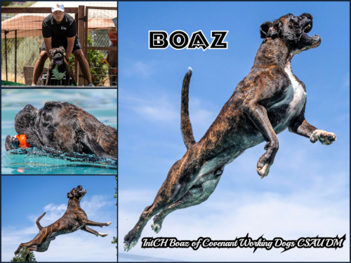 Boaz